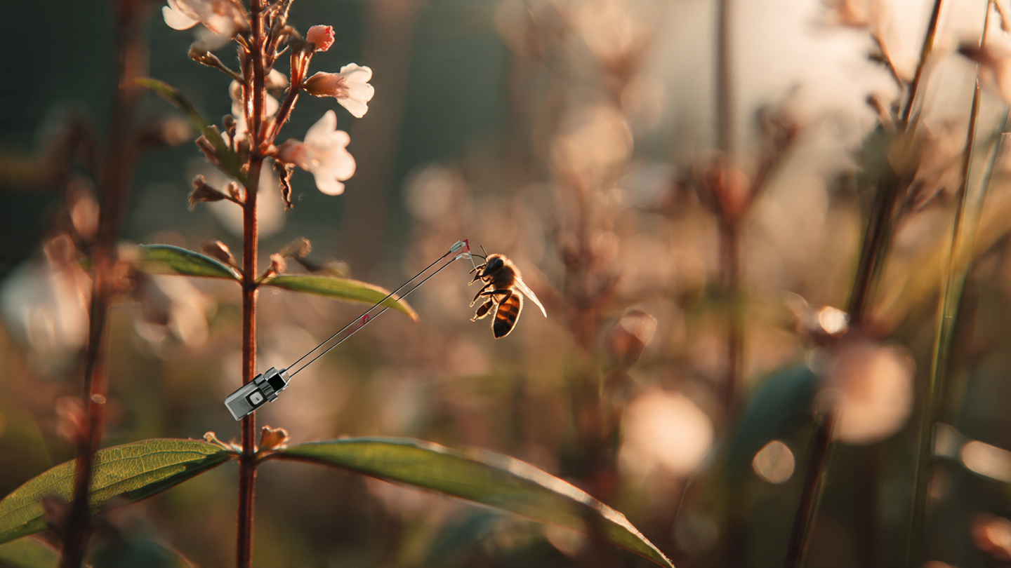 Microphone sensor array in agricultural field with bees