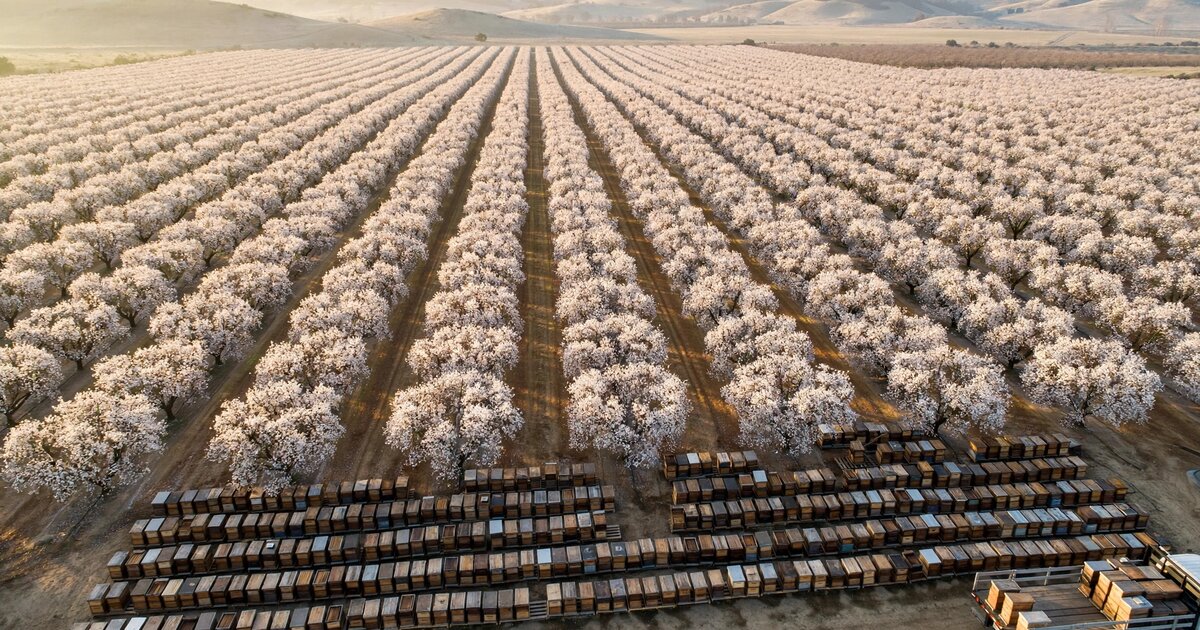 Commercial beehives at the edge of a California almond orchard in bloom at sunrise
